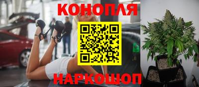 сатива Будённовск